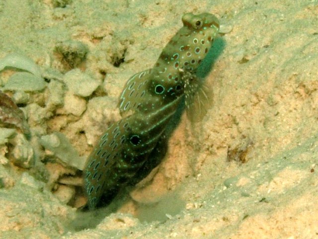 Cryptocentrus careruleopunctatus